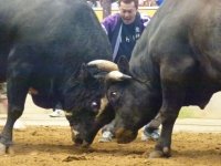宇和島伊達400年祭記念闘牛大会 