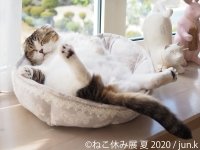 猫の合同写真展＆物販展「ねこ休み展 夏 2020」