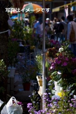 花市（年宵花市）：香港