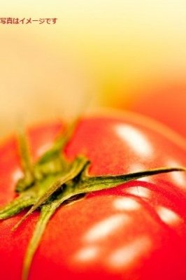 トマト祭り　トマティーナ（La Tomatina）2016：スペイン