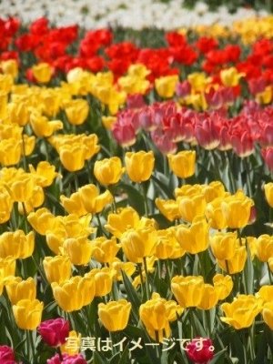 キャンベラ・フロリアード（Floriade）：オーストラリア