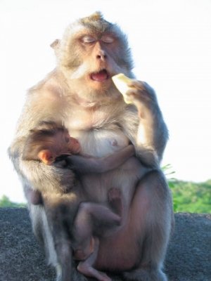 モンキー・ビュッフェ・フェスティバル2015　：　タイ