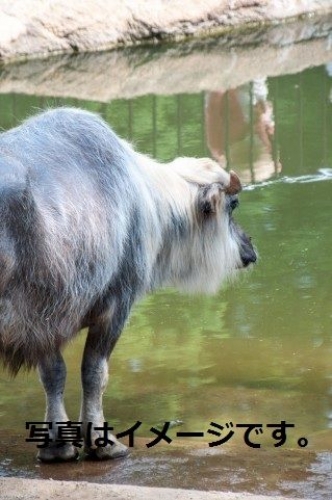 イベントフォト