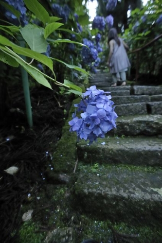 出塩文殊堂(良向寺、あじさい寺) 石段(山形)