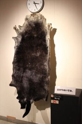 ラッコは意外に大きい