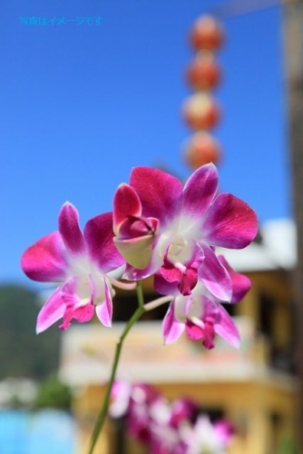 チェンマイ花祭り(Chiang Mai Flower Festival):タイ