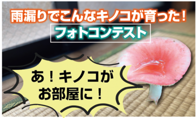 「雨漏りでこんなキノコが育った！」フォトコンテスト