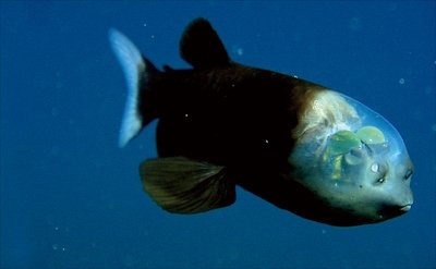 へんな生きもの、その生きざま