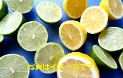 レモン・フェスティバル　Menton Lemon Festival 2015　(La Fête du Citron)：フランス