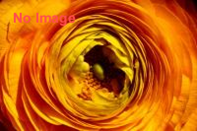 ニコライ・バーグマン『伝統開花』