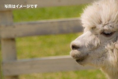 ミネソタ　アルパカエキスポ（Minnesota Alpaca Expo）：アメリカ
