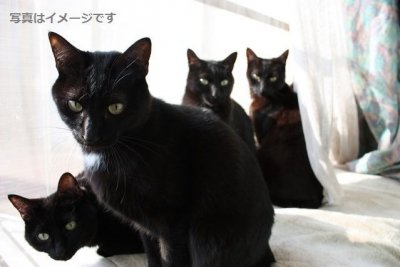 カスカモラス(Cascamorras)2016：スペイン