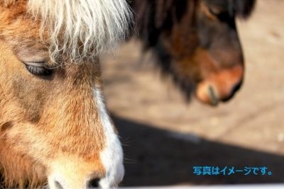 野生のポニーの囲い込み　The Annual Pony Penning Day2015：アメリカ