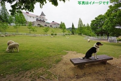 羊飼い祭り　ハンタービル・ハンタウェイ・フェスティバル（Hunterville Huntaway Festival）：ニュージーランド