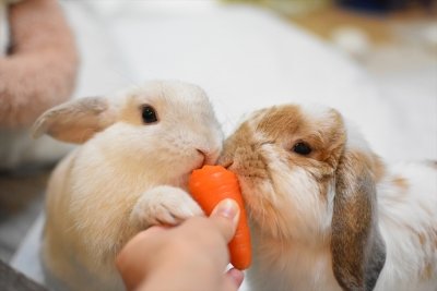 うさぎしんぼる展 in 名古屋