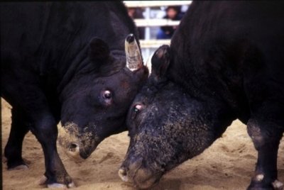 宇和島伊達400年祭記念闘牛大会 