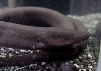 ぬるにょろすい 