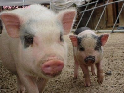 パラダ・ナン・レチョン(Parada ng Lechon )：フィリピン