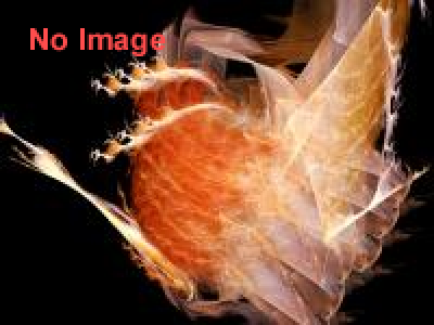 清川あさみ個展「TOKYO モンスター」