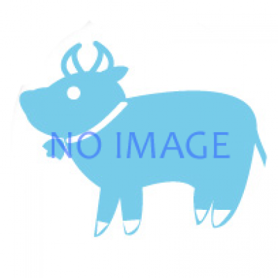 鷹の市・駿府市（12月）