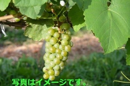 イベントの写真