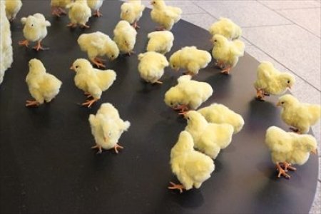 イベントの写真