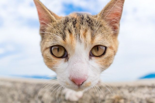 イベントフォト