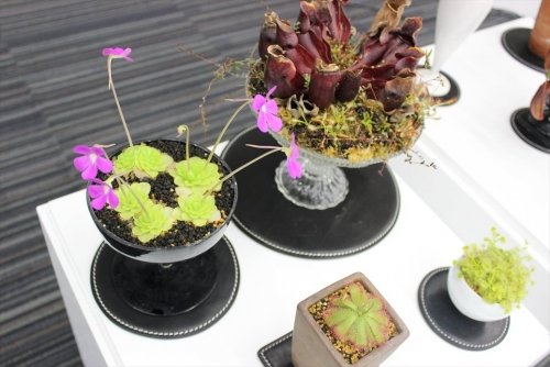 かわいいけど、食虫植物です。