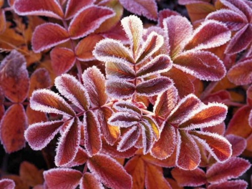 イベントフォト