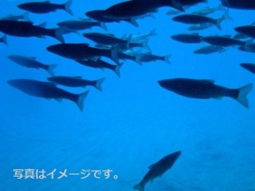 イベントフォト