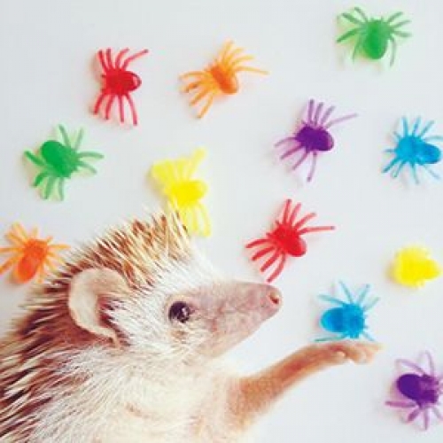 「ハリネズミのダーシー」展 ~DARCY the Flying hedgehog~