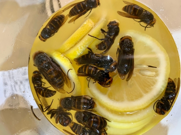 おいしい虫がわんさか！ 日本初「虫グルメフェス」で昆虫食を味わう