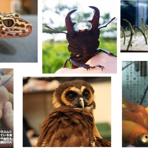 キモカワ生物、爬虫類、クワガタ…。ちょっとキモくて、すごくカワイイ、いきものイベント